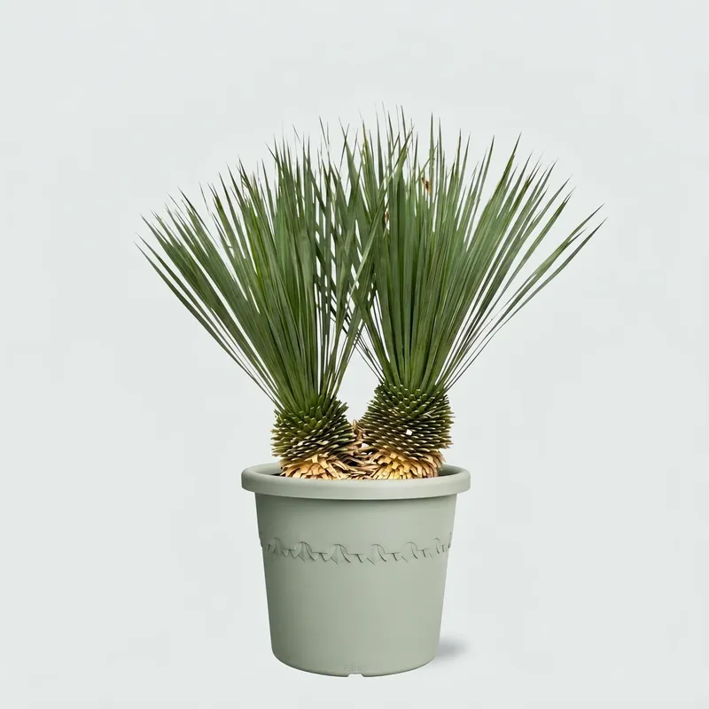 Yucca Rostrata dubbele stam - 100cm - Koop vandaag