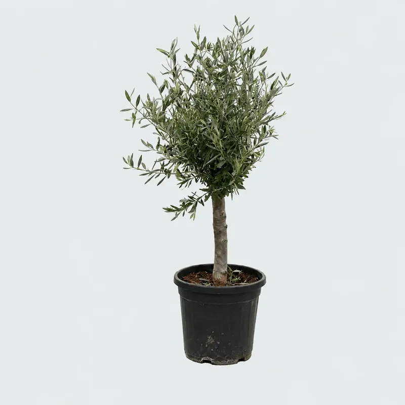 Olijfboom Olea Europaea Lorc - 130cm / stamomtrek 17-20cm | Online kopen