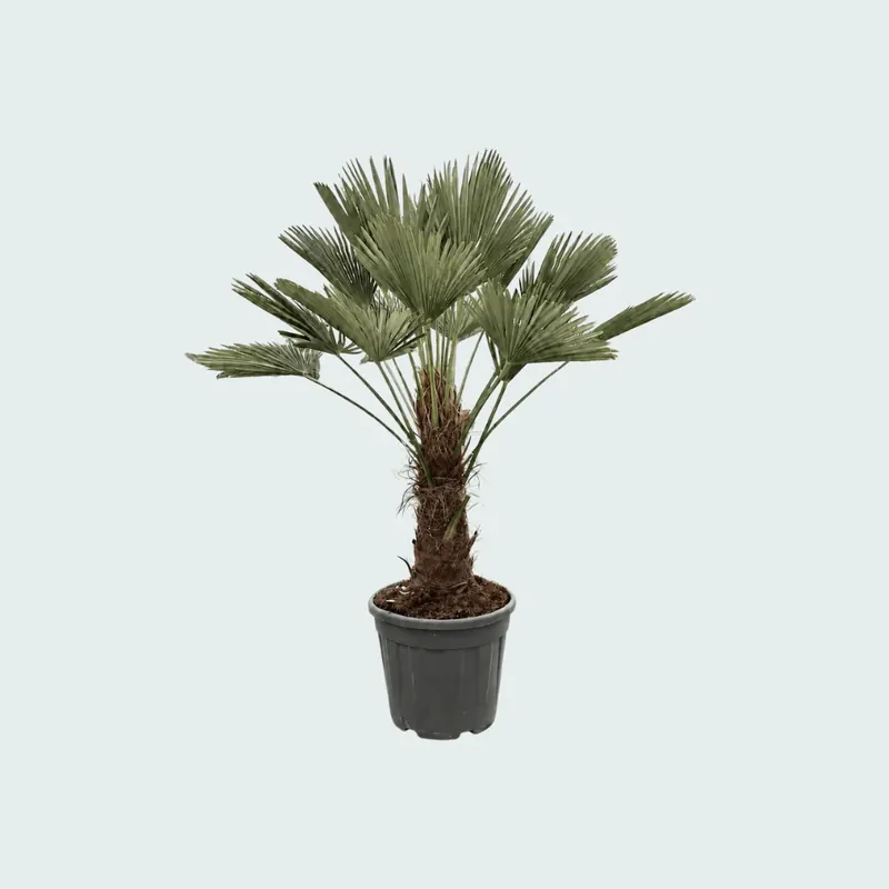 Tijdelijke aanbieding - Trachycarpus Wagnerianus - 130cm
