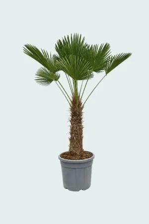 Aanbieding - Trachycarpus Wagnerianus - 150cm