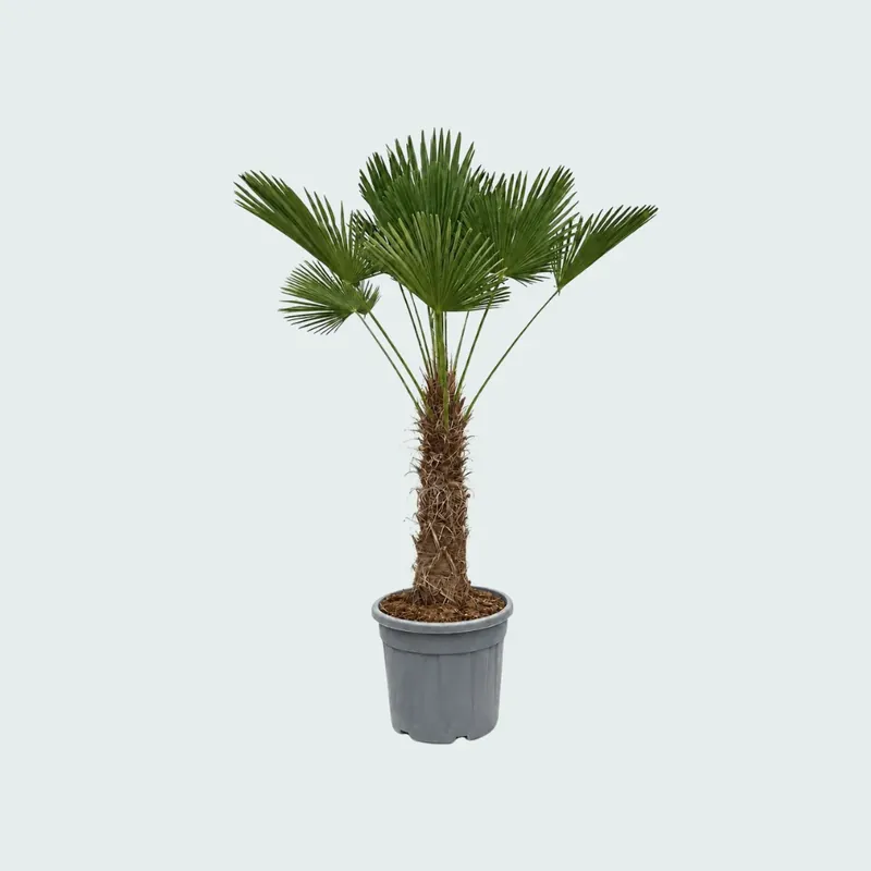 Aanbieding - Trachycarpus Wagnerianus - 150cm