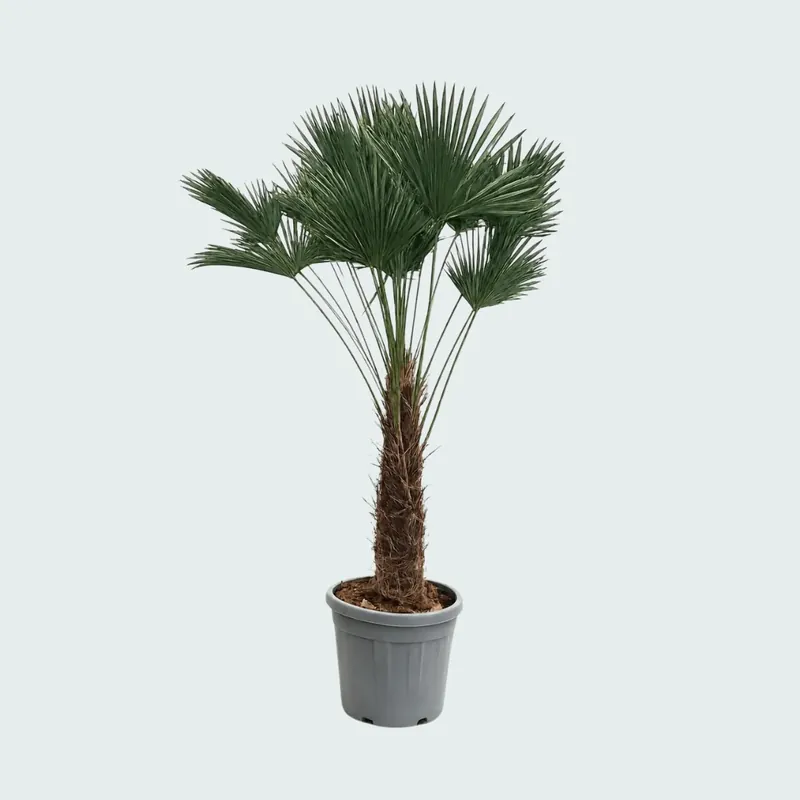 Trachycarpus Wagnerianus - 180cm - Expreslevering