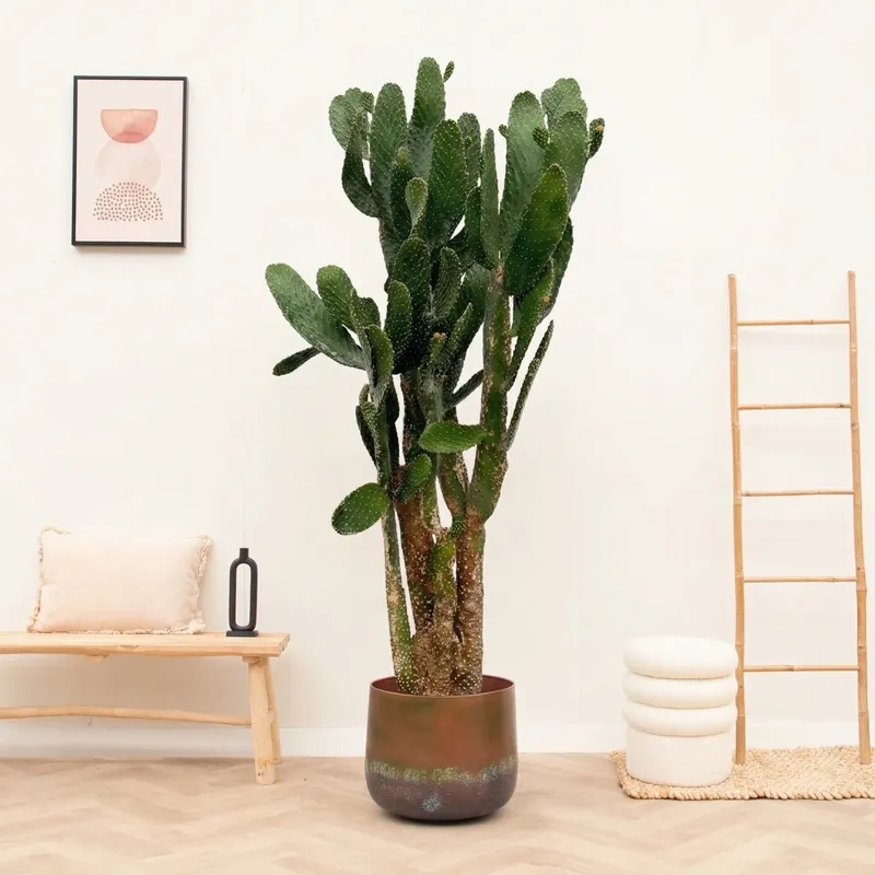 Cactus Opuntia vertakt - 180 cm - Online bestelbaar