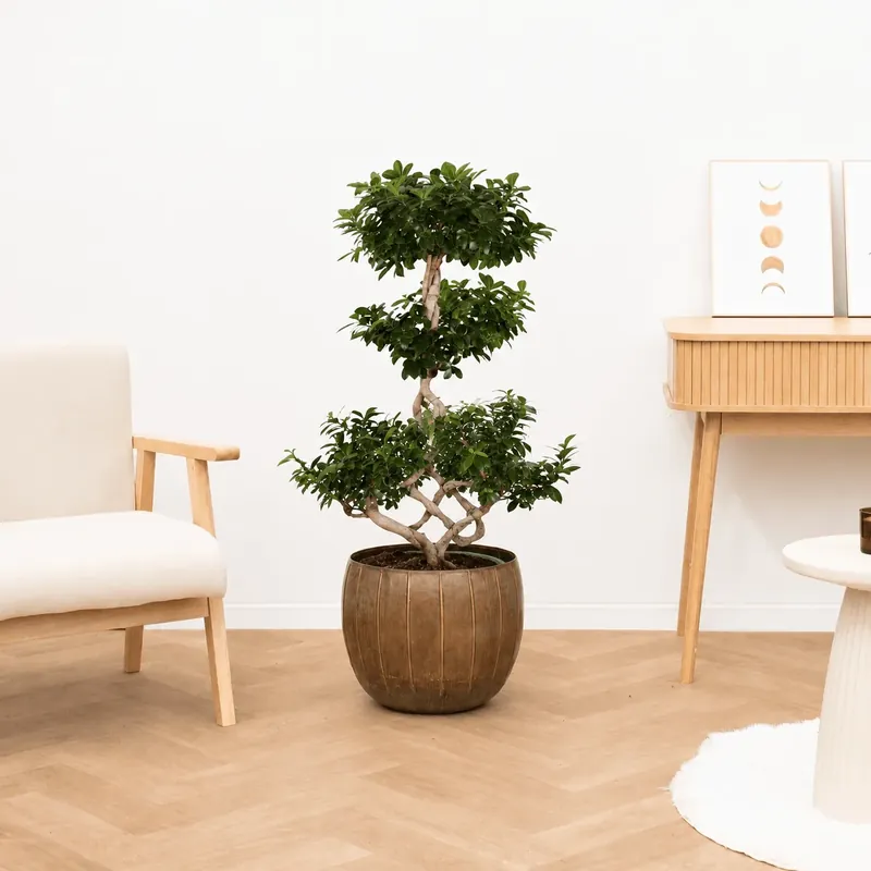 Bespaar meer - Ficus Microcarpa Ginseng chinese knol - 110 cm