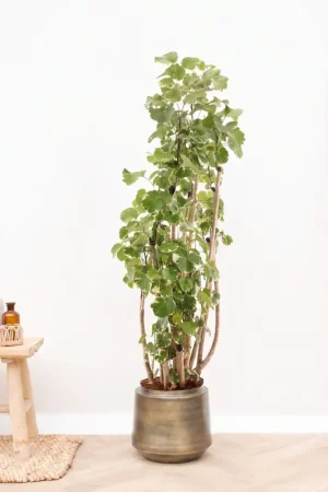 Actie | Polyscias Balfouriana vertakt - 150 cm