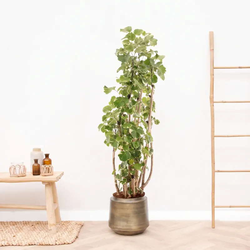 Actie | Polyscias Balfouriana vertakt - 150 cm