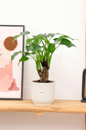 Alocasia Cucullata op stam - 50 cm | Nieuwe release