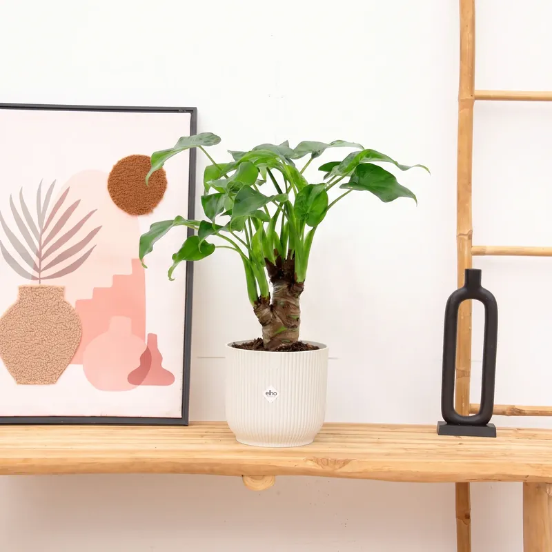 Alocasia Cucullata op stam - 50 cm | Nieuwe release