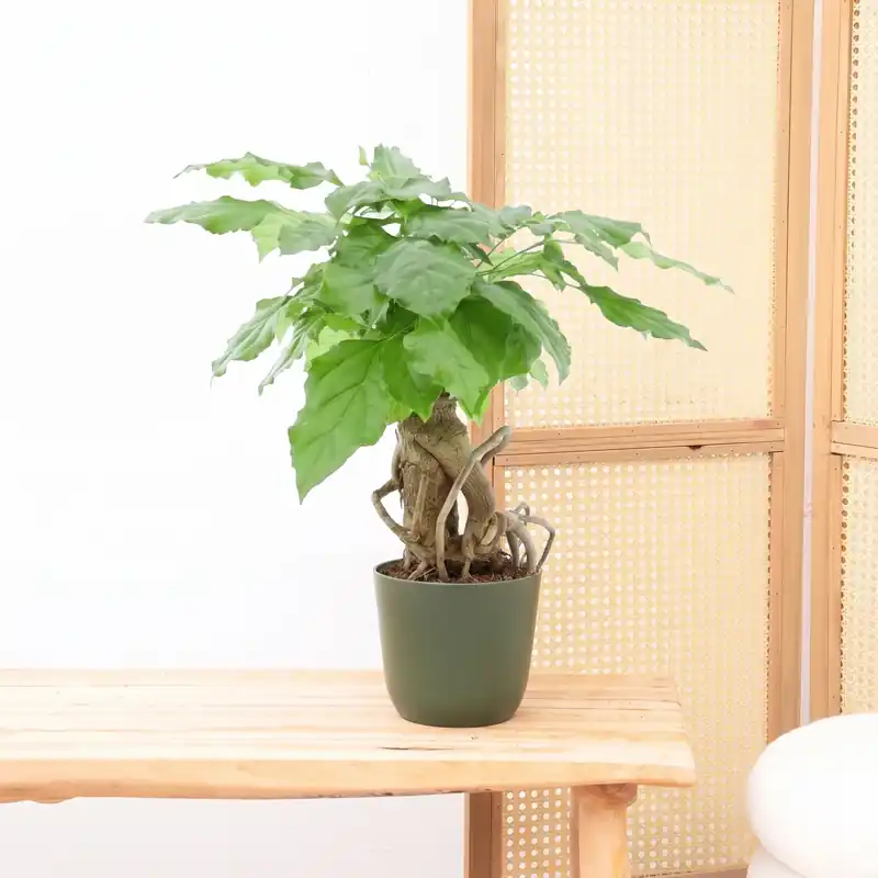 Radermachera Bonsai - 30 cm | Prijsverlaging