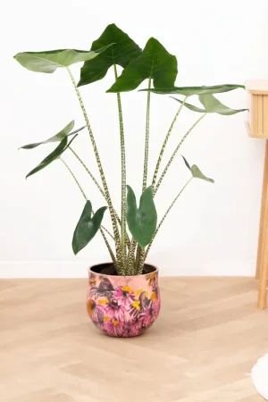 Alocasia zebrina - 130 cm | Aanbieding loopt bijna af