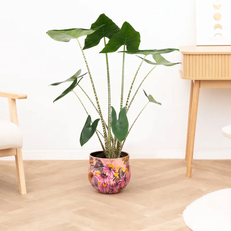 Alocasia zebrina - 130 cm | Aanbieding loopt bijna af