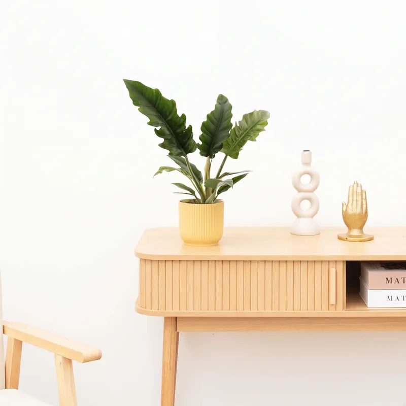 Flitsaanbieding | Philodendron Narrow Escape - 40 cm
