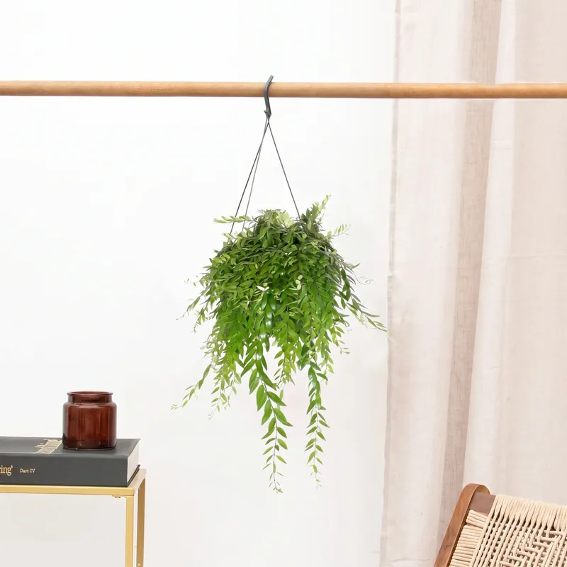 Nieuw binnengekomen | Aeschynanthus Japhrolepis hangplant - 40 cm