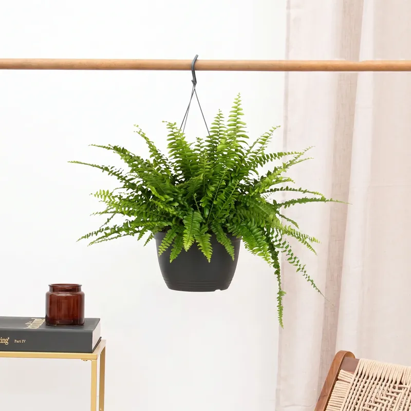 Veel gevraagd | Nephrolepis Exaltata Montana hangplant - 40 cm
