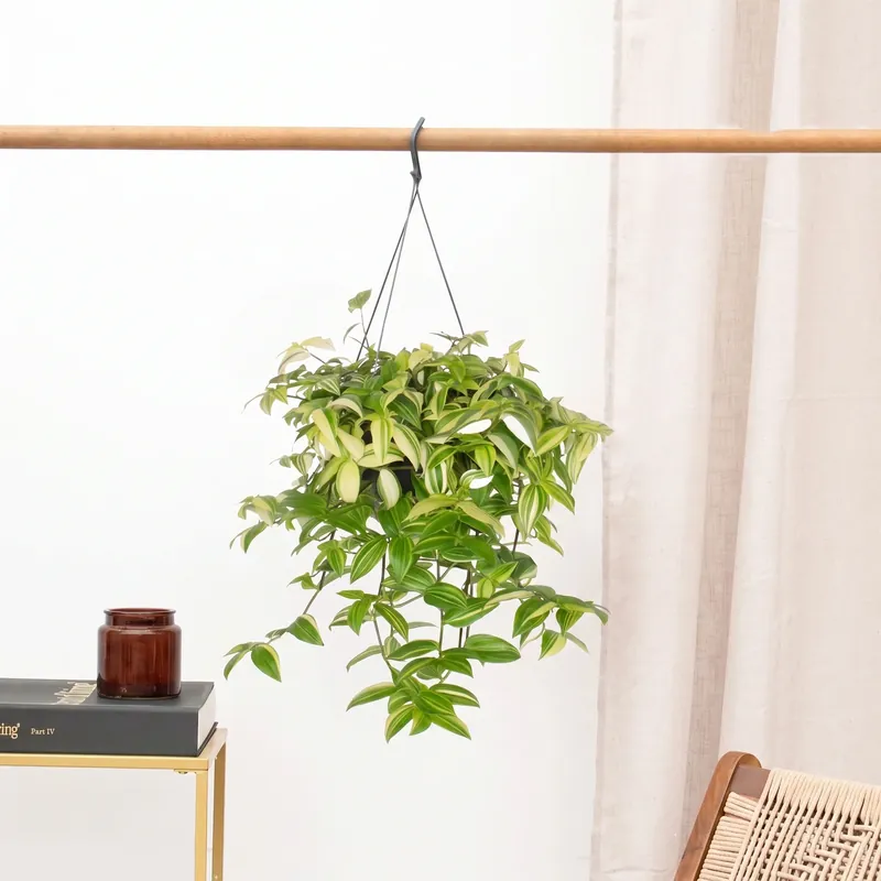 Tradescantia Yellow Hill hangplant - 40 cm | Actie