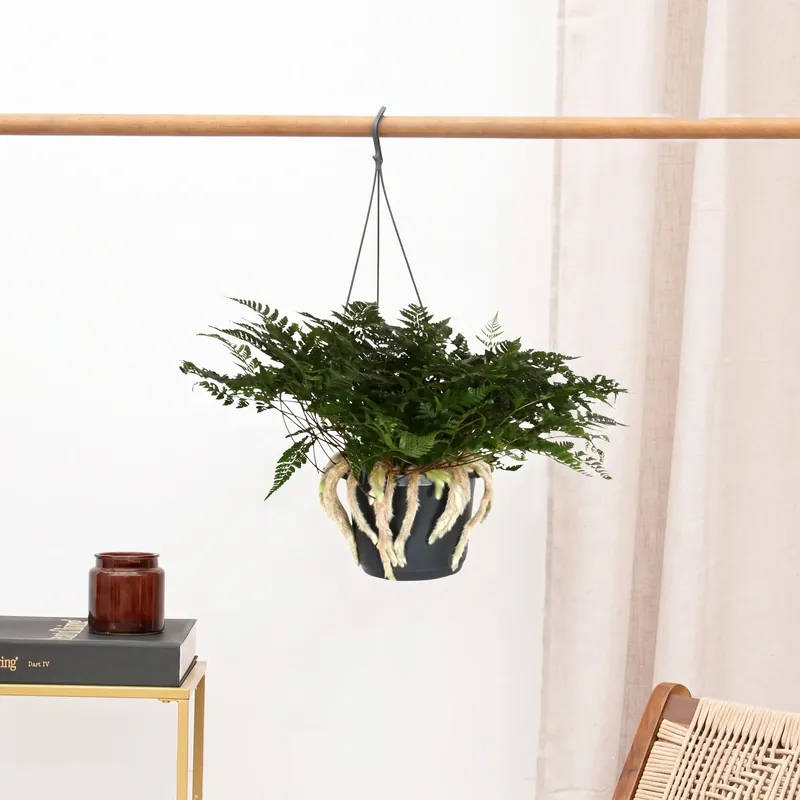 Makkelijk bestellen - Humata Tyermannii hangplant - 40 cm