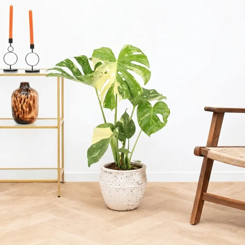 Prijsverlaging - Monstera Thai Constellation - 60cm