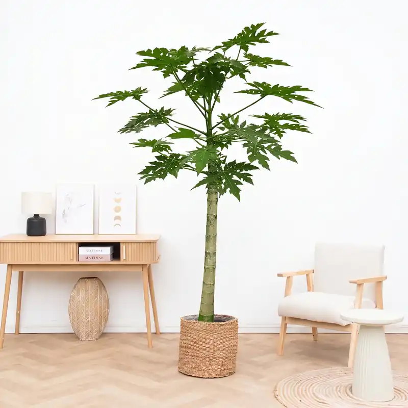 Bestseller - Papaya - 225cm