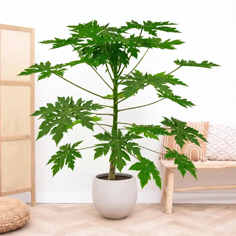 Papaya - 180cm | Opruiming