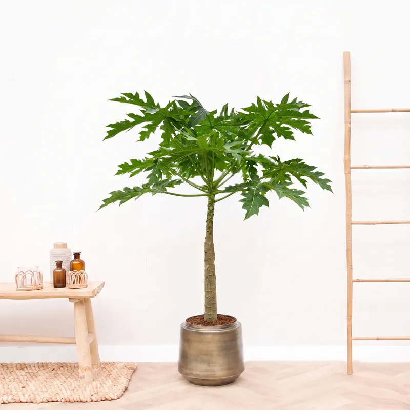 Papaya - 150cm - Veel gevraagd