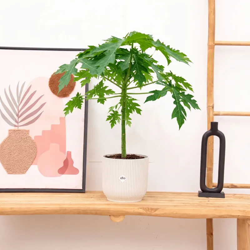 Papaya - 50cm | Net gelanceerd