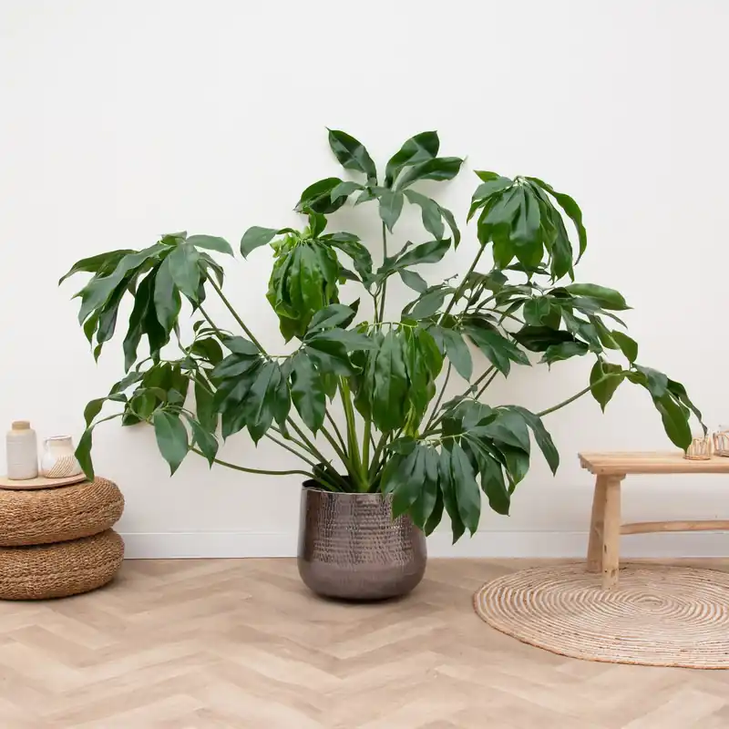 Extra korting - Philodendron Green Wonder deluxe - 150cm
