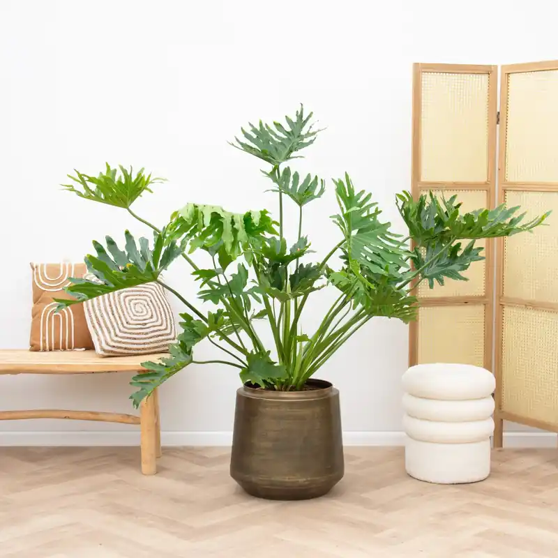 Hoog gewaardeerd | Philodendron Selloum XL - 90cm