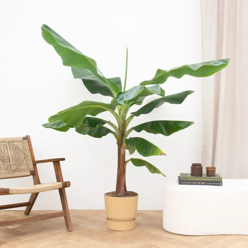 Vanaf nu beschikbaar - Bananenplant XL - 200cm