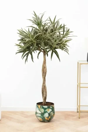 Veilig winkelen | Dracaena Reflexa Valentina gevlochten stam - 90cm