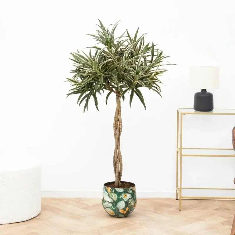 Veilig winkelen | Dracaena Reflexa Valentina gevlochten stam - 90cm
