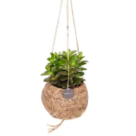 Crassula ovata in Kokodama - Expreslevering