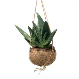 Premium - Aloe paradisicum in Kokodama