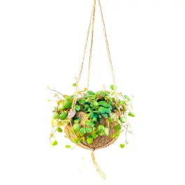 Scherpe prijs - Peperomia rotundifolia in Kokodama