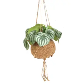 Peperomia argyreia in Kokodama | Nieuwe release