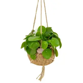 Speciale aanbieding | Pilea peperomioides in Kokodama