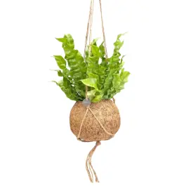 Asplenium in Kokodama - Populair