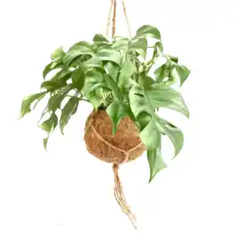 Monstera minima in Kokodama - Aanrader