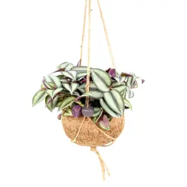 Nieuw - Tradescantia Zebrina in Kokodama