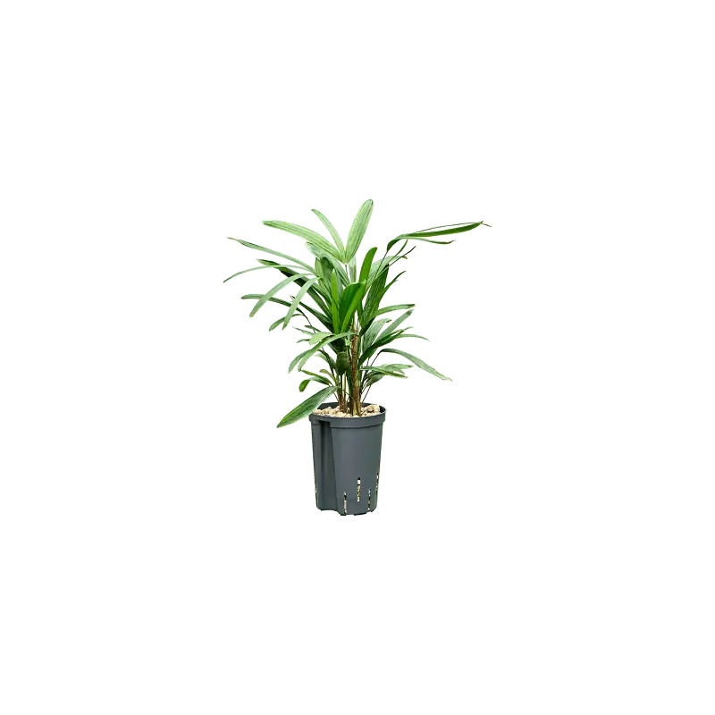 Nog enkele stuks - Rhapis excelsa - bims