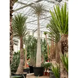Pachypodium geayi | Actie loopt bijna af