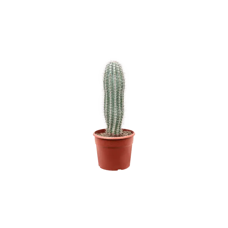 Veilige betaling | Pachycereus pringlei