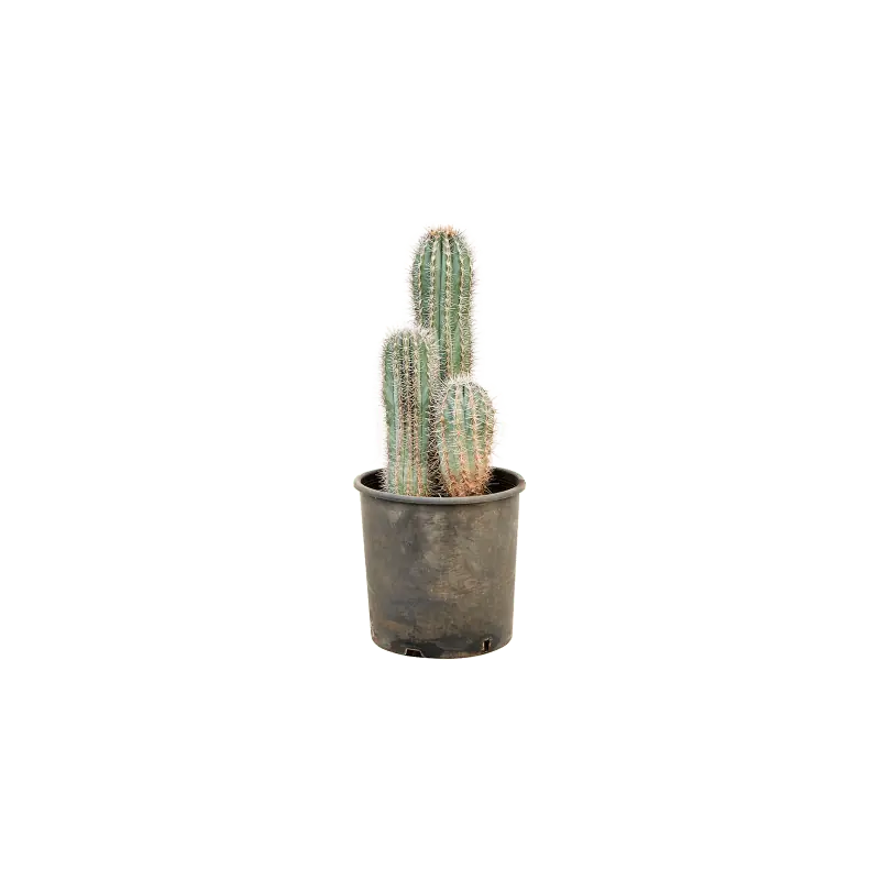 Pachycereus pringlei 3-stam - Veel gekozen