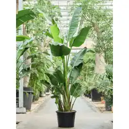 Bestseller | Strelitzia nicolai XXXXL
