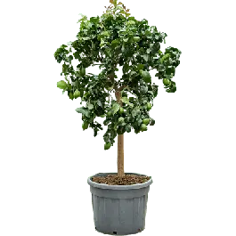 Direct beschikbaar - Citrus Carrubaro