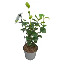 Veilige betaling - Camellia Powder Puff