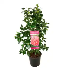 Camellia Marie Bracey - Speciale aanbieding