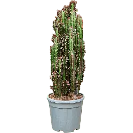 Fabrieksprijs | Euphorbia Rubra
