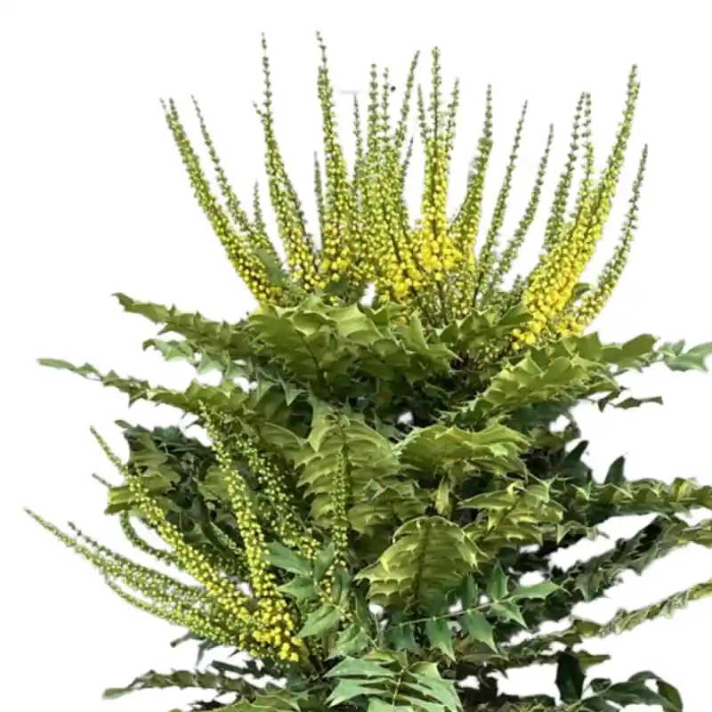 Mahonia Winter Sun | Nieuw binnengekomen