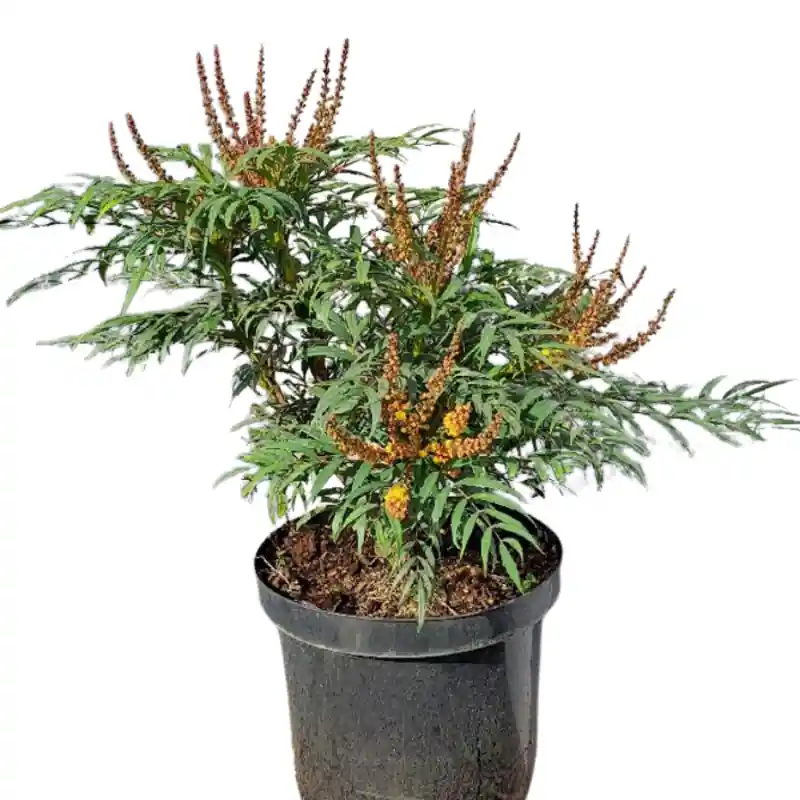 Mahonia Volcano | Populair bij klanten