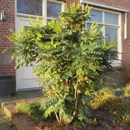 Mahonia Hivernant - Rechtstreeks van de fabrikant
